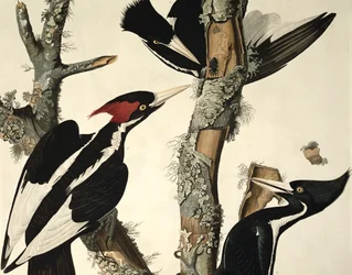 Elfenbeinspecht, aus Birds of America, graviert von Robert Havell (Detail)